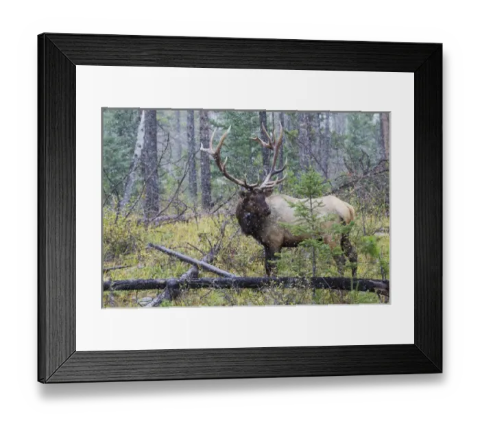 Framed Print : Rocky Mountain Bull Elk, autumn snow Framed Print : Rocky Mountain Bull Elk, autumn snow