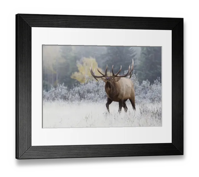 Framed Print : Rocky Mountain Bull Elk Framed Print : Rocky Mountain Bull Elk