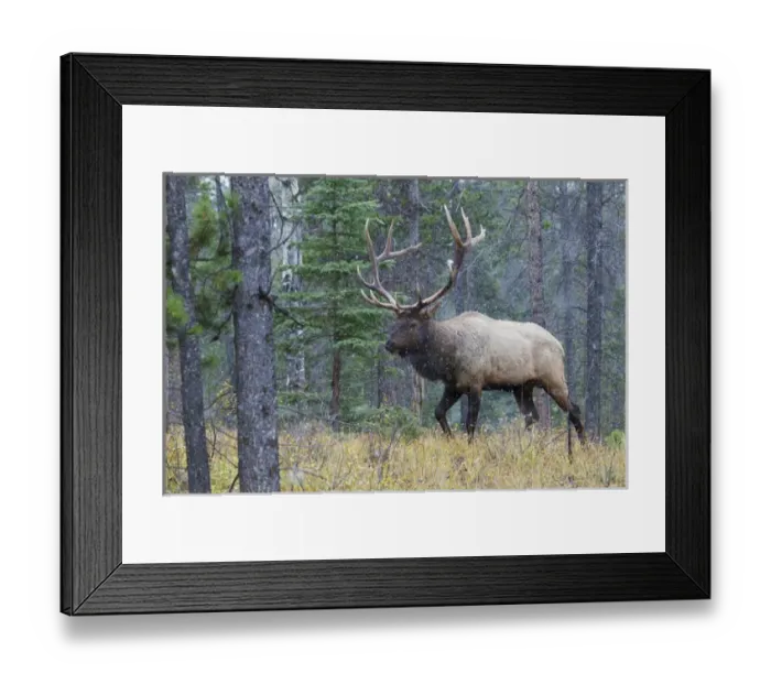 Framed Print : Rocky Mountain Bull Elk