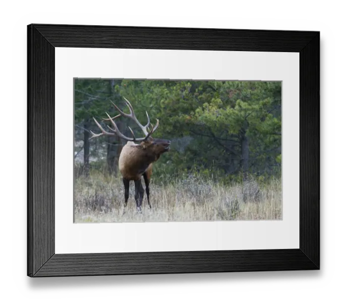 Framed Print : Rocky Mountain Bull Elk Bugling Framed Print : Rocky Mountain Bull Elk Bugling