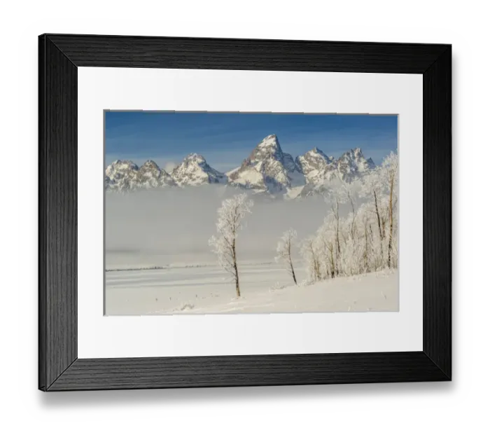 Framed Print : Rimed Cottonwoods and Tetons from Antelope Flats Road