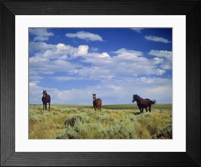 Framed Print : Wild Horses near Farson, Wyoming, Blm land