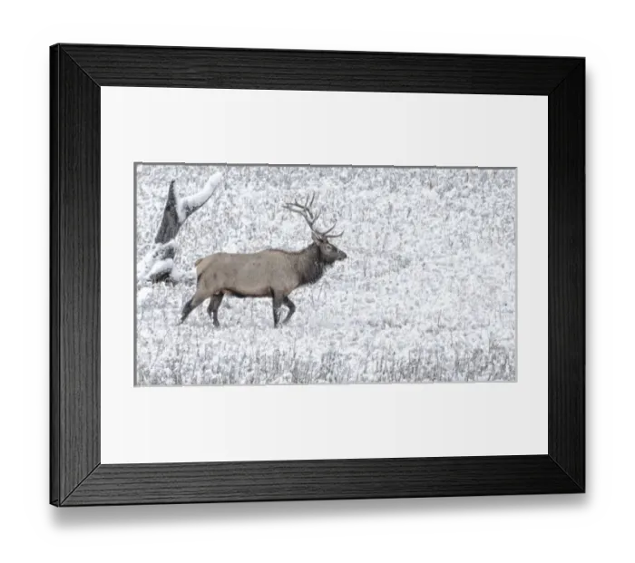 Framed Print : Yellowstone National Park Wyoming. Bull Elk walks in the snow Framed Print : Yellowstone National Park Wyoming. Bull Elk walks in the snow