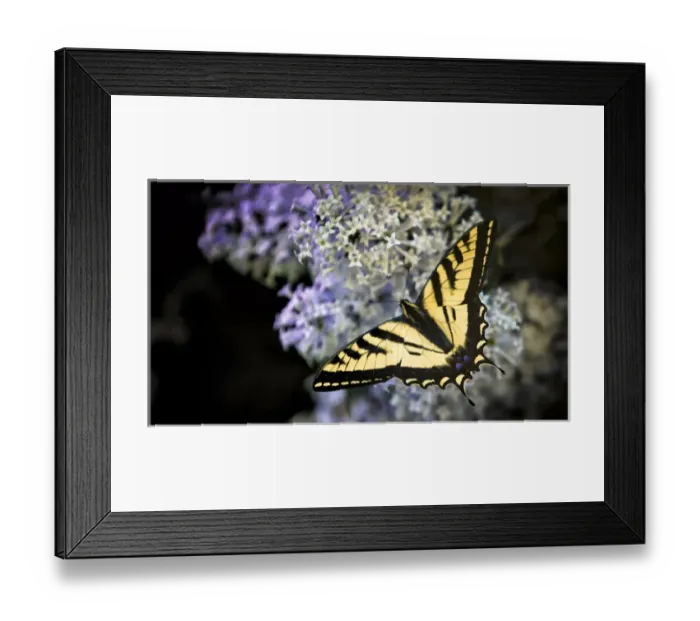 Framed Print : Wapiti Valley, Wyoming. Western Tiger Swallowtail Butterfly on Lilac Bush Framed Print : Wapiti Valley, Wyoming. Western Tiger Swallowtail Butterfly on Lilac Bush