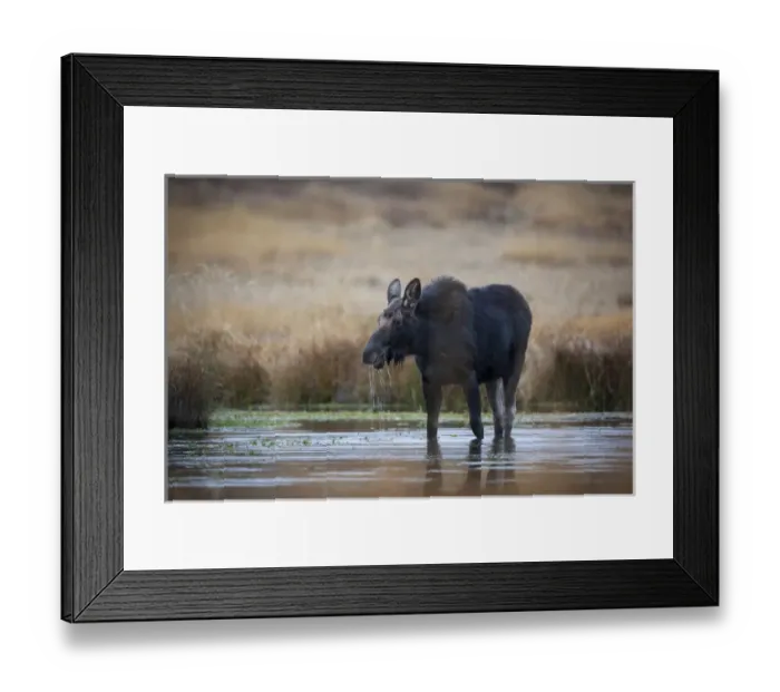 Framed Print : Wapiti Wyoming. USA. Female moose eating watercress in a pond Framed Print : Wapiti Wyoming. USA. Female moose eating watercress in a pond