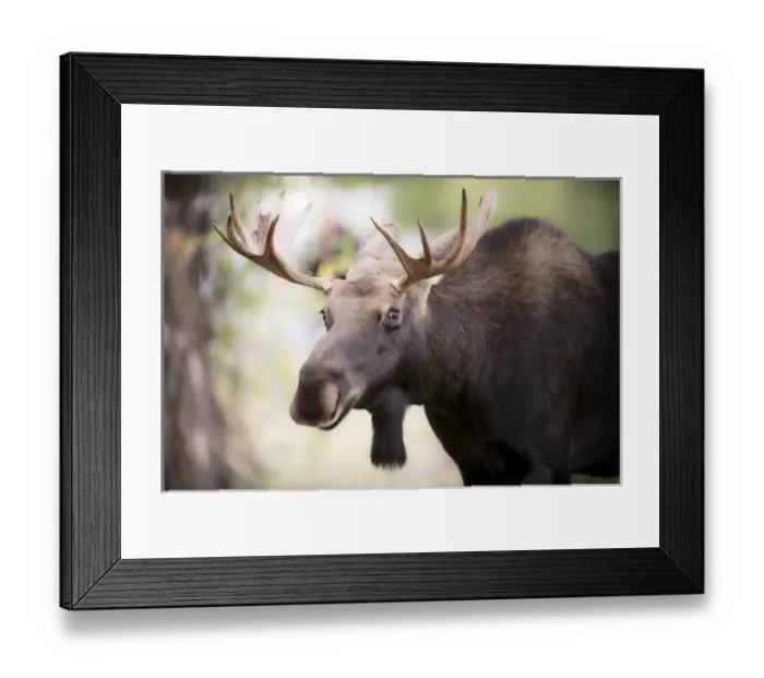 Framed Print : Teton National Park, Wyoming, USA. Close-up of Bull Moose Framed Print : Teton National Park, Wyoming, USA. Close-up of Bull Moose