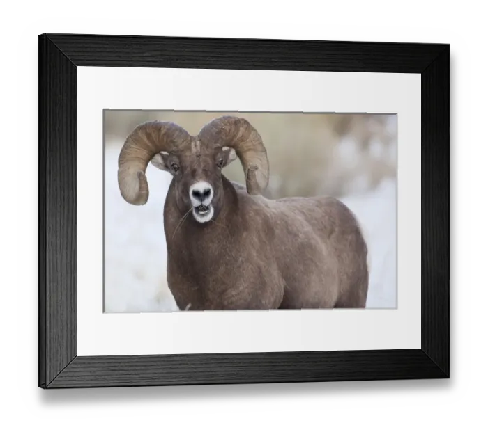Framed Print : Wapiti, Wyoming. USA. Bighorn Sheep with grass in his mouth Framed Print : Wapiti, Wyoming. USA. Bighorn Sheep with grass in his mouth