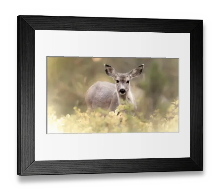 Framed Print : Shoshone National Forest, Wyoming. Young Mule Deer in Foliage Framed Print : Shoshone National Forest, Wyoming. Young Mule Deer in Foliage