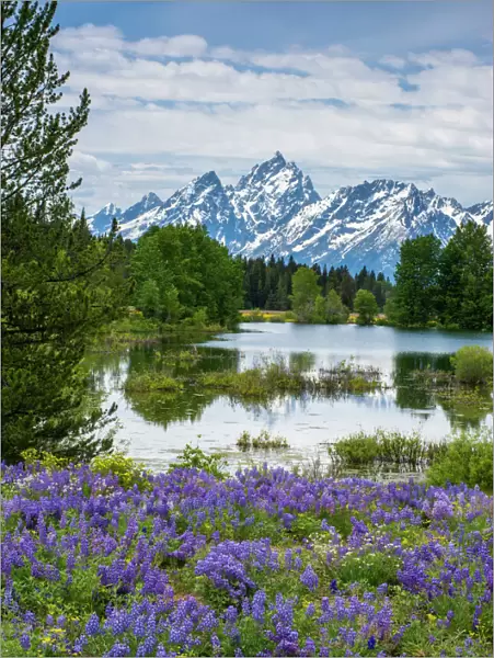 Lupine flowers with the Teton Mountains in the background