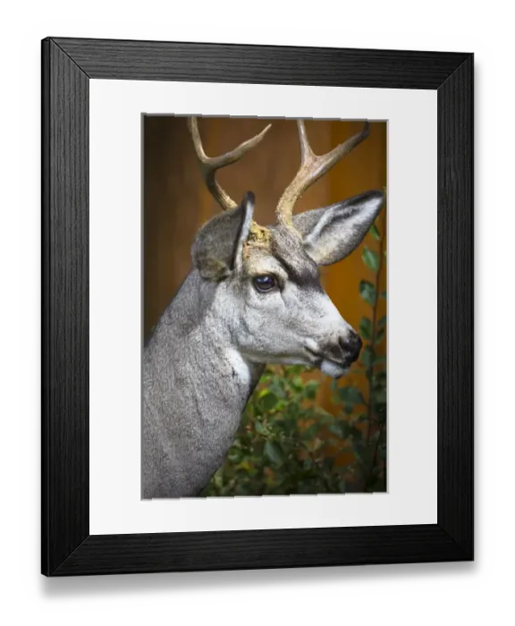 Framed Print : Cody Wyoming. Close up of a mule deer Framed Print : Cody Wyoming. Close up of a mule deer