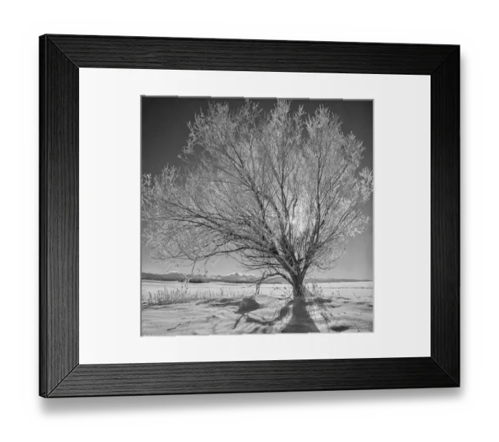 Framed Print : USA Wyoming Grand Tetons National Park Ice Tree