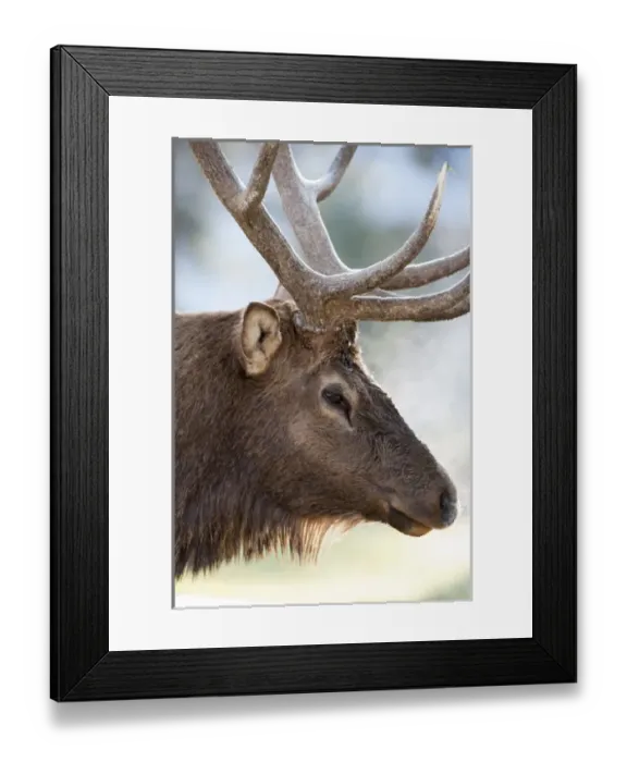 Framed Print : North America, USA, Wyoming, Yellowstone National Park. Bull Elk detail near Mammoth Framed Print : North America, USA, Wyoming, Yellowstone National Park. Bull Elk detail near Mammoth