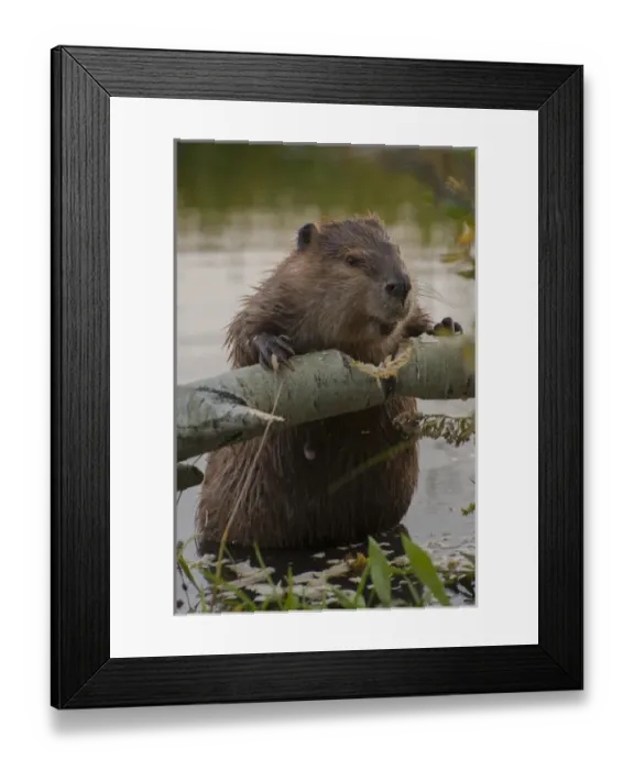 Framed Print : North America, USA, Wyoming, Grand Teton National Park Framed Print : North America, USA, Wyoming, Grand Teton National Park