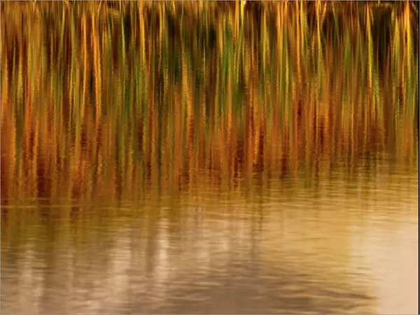 North America, USA, Wyoming, Yellowstone National Park. Reflections of reed in a pool in autumn