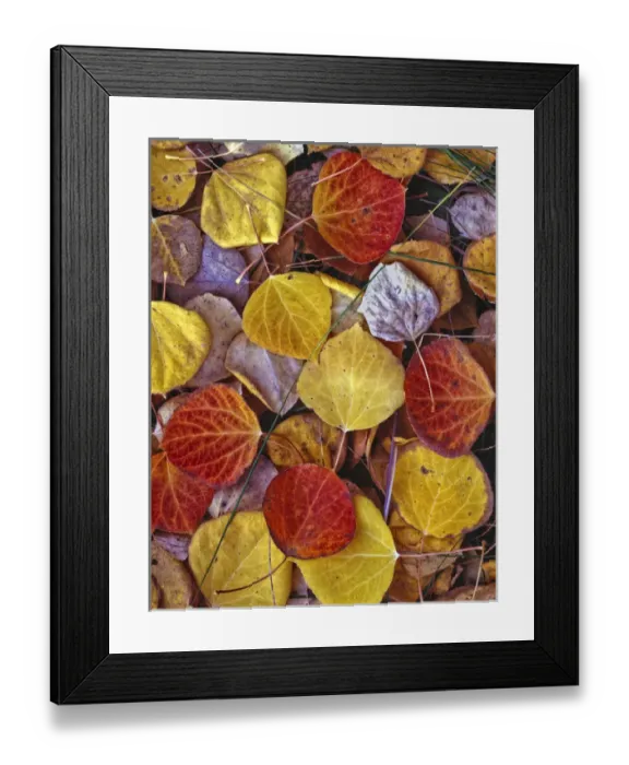 Framed Print : USA Fall Leaves Oxbow JunctionTetons National Park Framed Print : USA Fall Leaves Oxbow JunctionTetons National Park