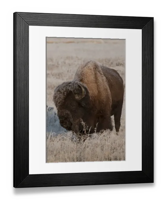 Framed Print : North America, USA, Wyoming, Yellowstone National Park Framed Print : North America, USA, Wyoming, Yellowstone National Park