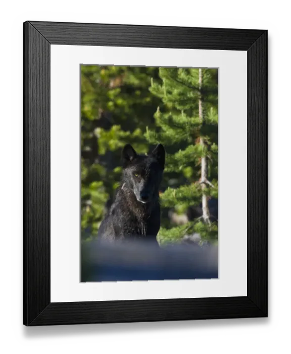 Framed Print : Gray Wolf, black phase Framed Print : Gray Wolf, black phase