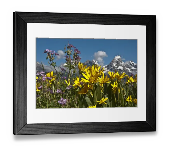Framed Print : North America, USA, Wyoming, Grand Teton National Park. Mules Ear (Wyethia sp Framed Print : North America, USA, Wyoming, Grand Teton National Park. Mules Ear (Wyethia sp