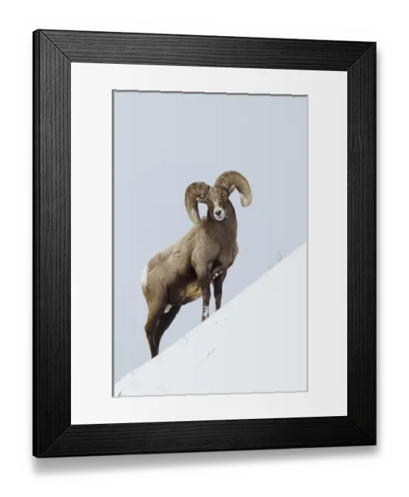 Framed Print : Rocky Mountain Bighorn Sheep Framed Print : Rocky Mountain Bighorn Sheep