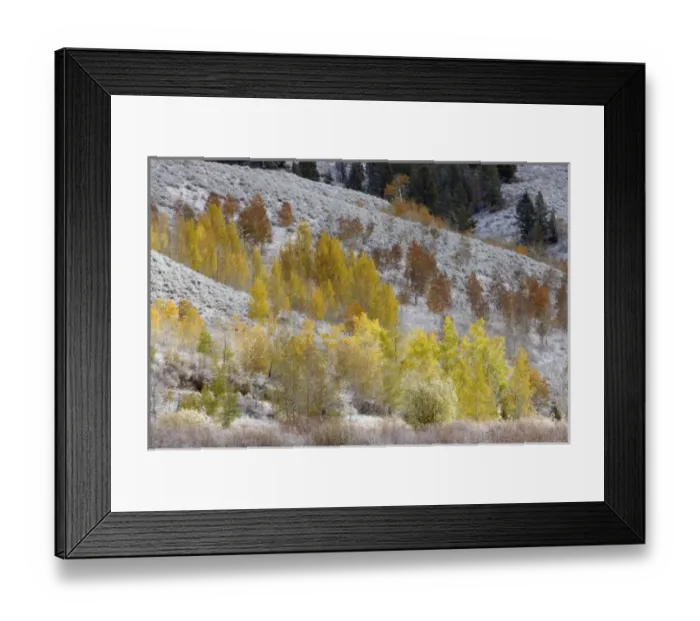 Framed Print : Grand Teton National Park, Autumn Aspen Snow