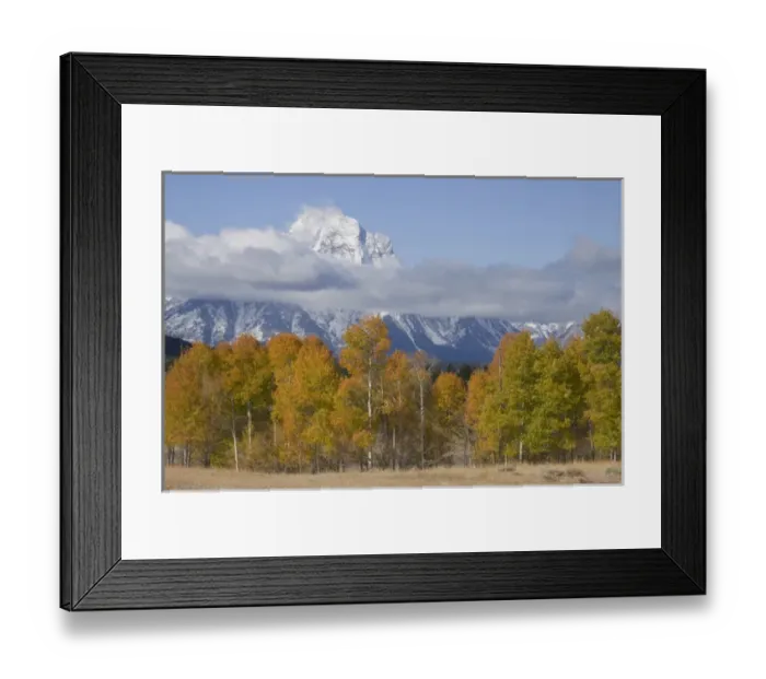 Framed Print : Grand Teton National Park, Autumn Aspen Snow Framed Print : Grand Teton National Park, Autumn Aspen Snow