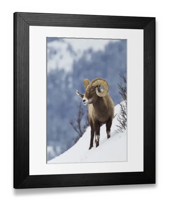 Framed Print : Rocky Mountain Bighorn Sheep