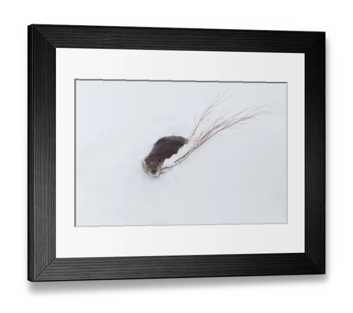 Framed Print : Beaver, winter food Framed Print : Beaver, winter food