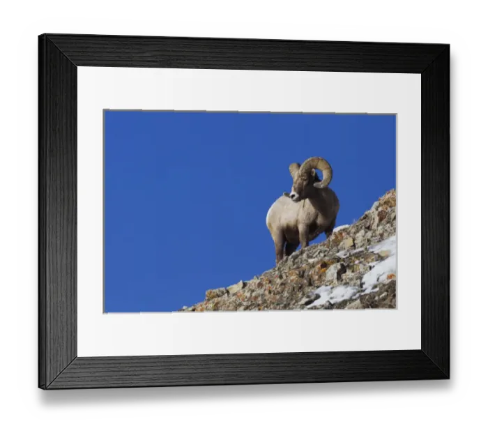 Framed Print : Rocky Mountain Bighorn Sheep Framed Print : Rocky Mountain Bighorn Sheep