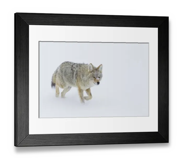 Framed Print : Coyote in Winter Framed Print : Coyote in Winter