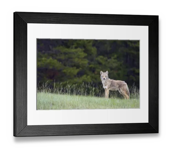 Framed Print : Coyote; late spring Framed Print : Coyote; late spring