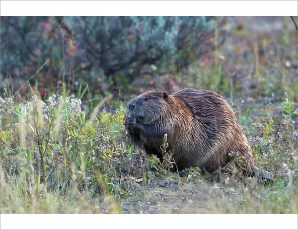Beaver Foraging in Autumn