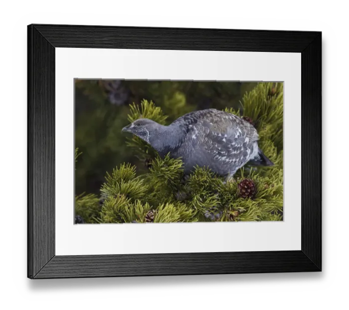 Framed Print : Dusky (blue) Grouse Framed Print : Dusky (blue) Grouse