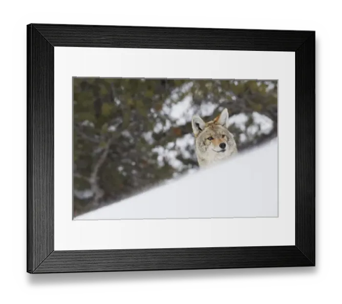Framed Print : Coyote Peeking