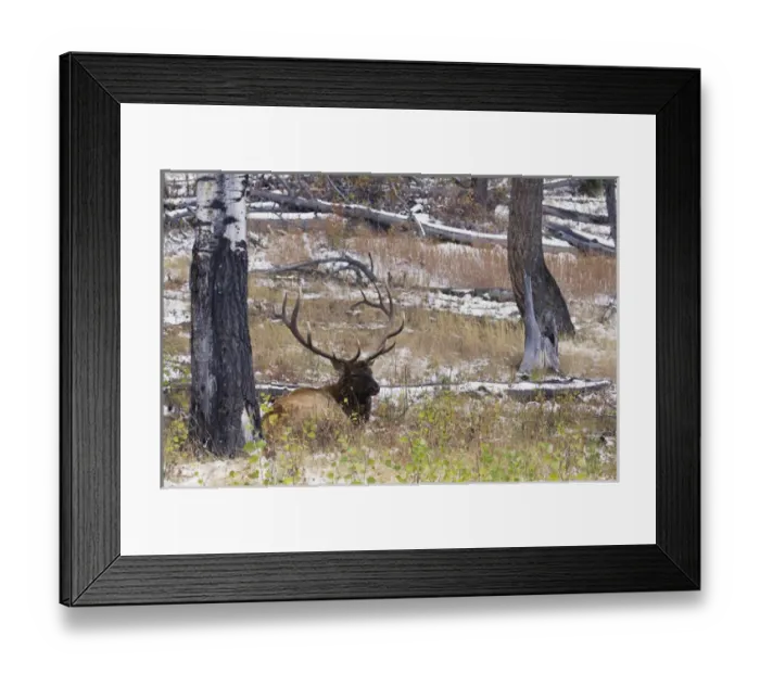 Framed Print : Rocky Mountain Bull Elk, autumn snow Framed Print : Rocky Mountain Bull Elk, autumn snow