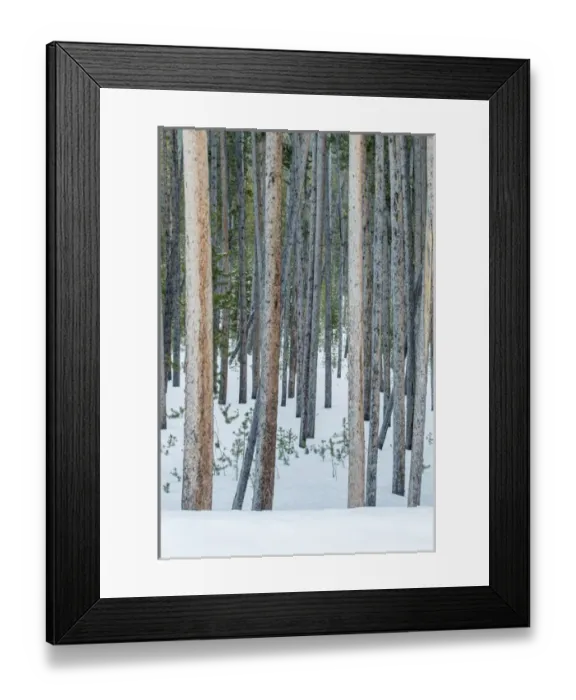 Framed Print : USA, Wyoming, Yellowstone NP, Lodgepole Pine Forest in the Winter Framed Print : USA, Wyoming, Yellowstone NP, Lodgepole Pine Forest in the Winter