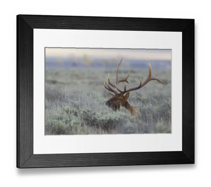 Framed Print : Rocky Mountain Bull Elk Framed Print : Rocky Mountain Bull Elk