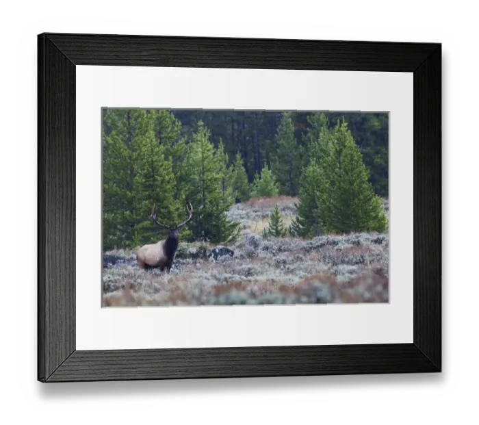 Framed Print : Rocky Mountain Bull Elk Framed Print : Rocky Mountain Bull Elk
