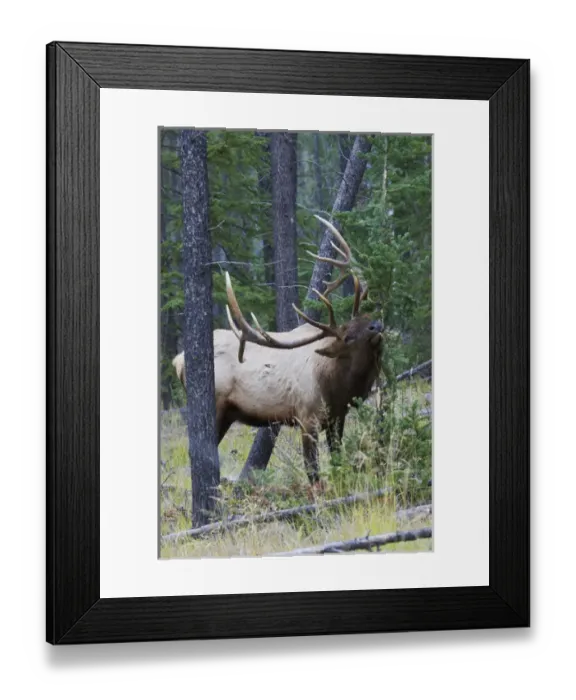 Framed Print : Rocky Mountain Bull Elk Framed Print : Rocky Mountain Bull Elk