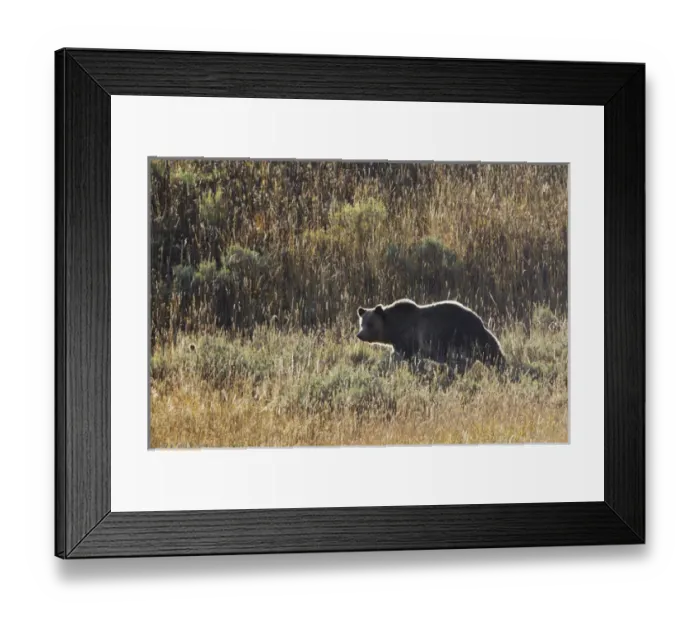 Framed Print : Autumn Grizzly Bear, Yellowstone NP Framed Print : Autumn Grizzly Bear, Yellowstone NP