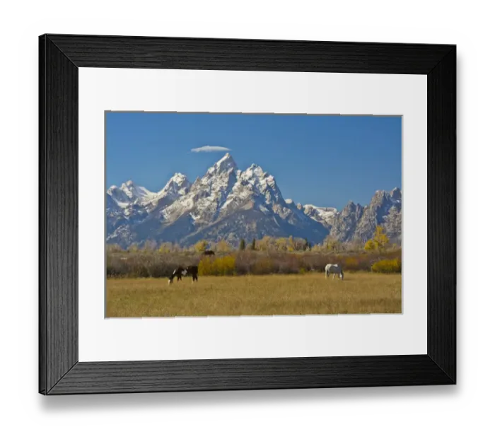 Framed Print : Horses; Moose Head Ranch; autumn; Grand Tetons; Grand Teton National Park; Wyoming; USA Framed Print : Horses; Moose Head Ranch; autumn; Grand Tetons; Grand Teton National Park; Wyoming; USA