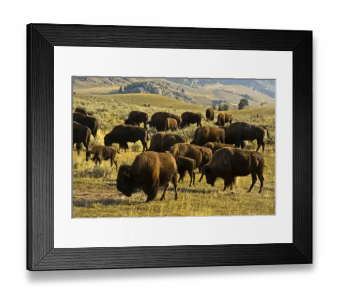 Framed Print : Bison; feeding; Lamar Valley; Yellowstone National Park; Wyoming; USA
