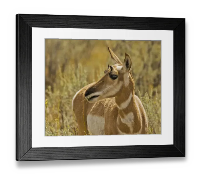 Framed Print : Female Pronhorn, Lamae Valley, Yellowstone National Park, Wyoming, USA Framed Print : Female Pronhorn, Lamae Valley, Yellowstone National Park, Wyoming, USA