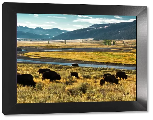 bison herd, feeding, Lamar River, Lamar Valley, Yellowstone National Park, Wyoming, USA