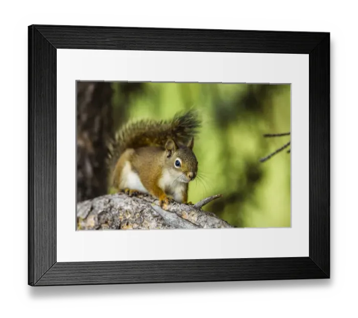 Framed Print : Campground Critter. Red Tree Squirrel Posing on Branch in Flagg Ranch Wyoming Framed Print : Campground Critter. Red Tree Squirrel Posing on Branch in Flagg Ranch Wyoming