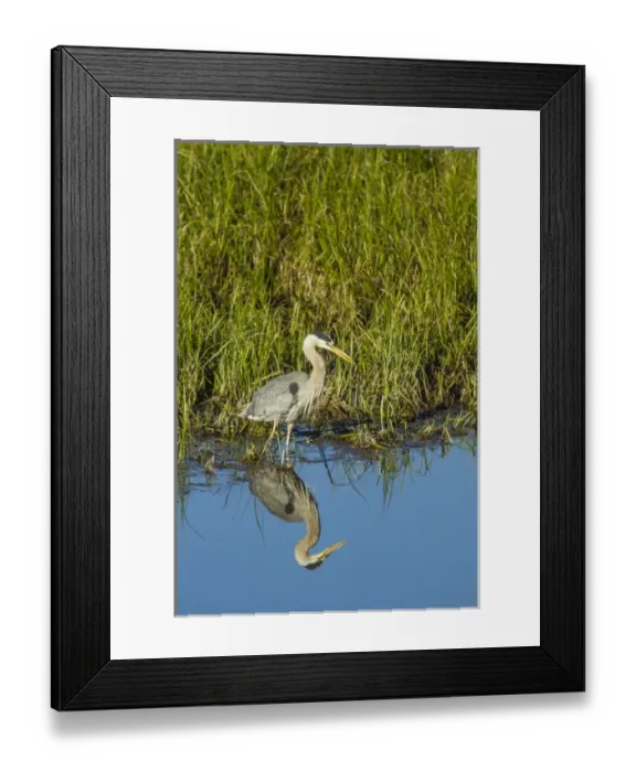 Framed Print : Great Blue Heron Hunting and Reflected in the Waters of Oxbow Bend, Grand Teton National Framed Print : Great Blue Heron Hunting and Reflected in the Waters of Oxbow Bend, Grand Teton National