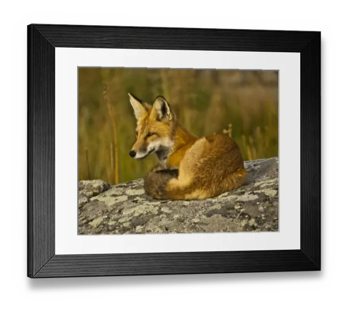 Framed Print : Red Fox, resting, rock, Lamar Valley, Yellowstone National Park, Wyoming, USA Framed Print : Red Fox, resting, rock, Lamar Valley, Yellowstone National Park, Wyoming, USA