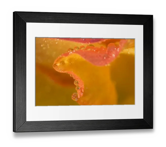 Framed Print : Abstract of flower petal edge in the rain Framed Print : Abstract of flower petal edge in the rain
