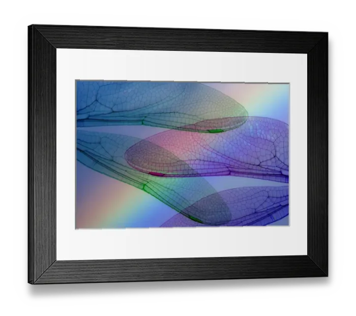 Framed Print : Abstract of dragonfly wings and rainbow. Credit as: Don Paulson / Jaynes Gallery / DanitaDelimont Framed Print : Abstract of dragonfly wings and rainbow. Credit as: Don Paulson / Jaynes Gallery / DanitaDelimont