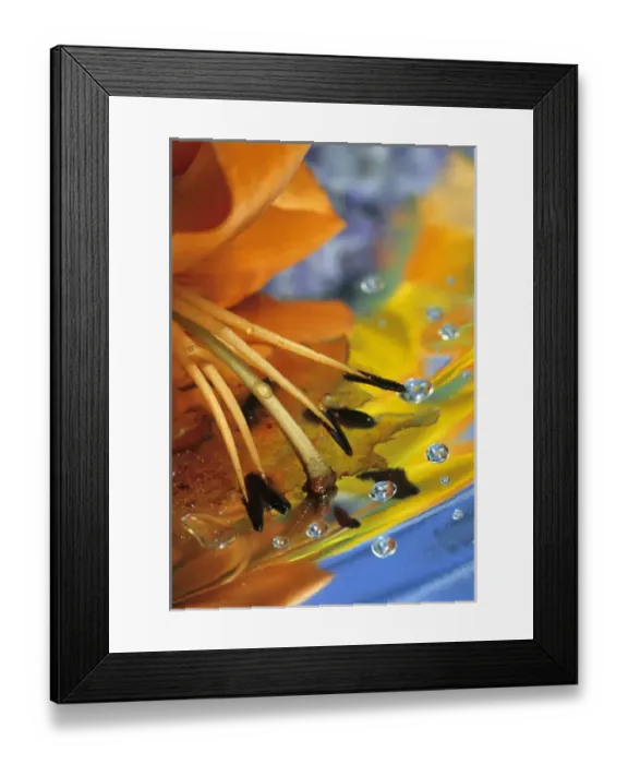 Framed Print : Abstract of lily stamens in reflection. Credit as: Nancy Rotenberg  /  Jaynes Gallery