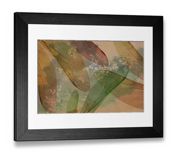 Framed Print : Montage abstract of dragonfly wings and flower background Framed Print : Montage abstract of dragonfly wings and flower background